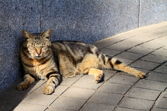 江ノ島の猫