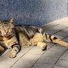 江ノ島の猫