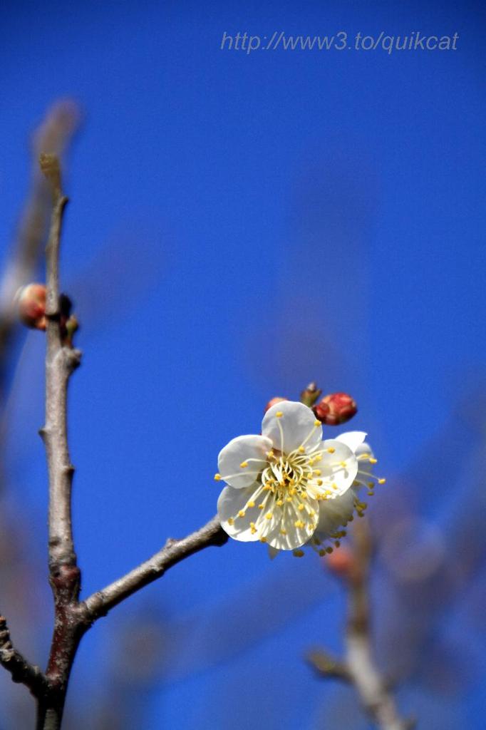 梅林公園