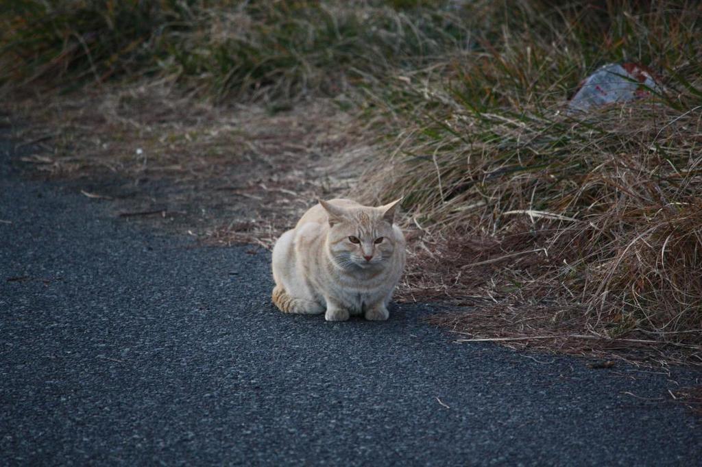 野良猫