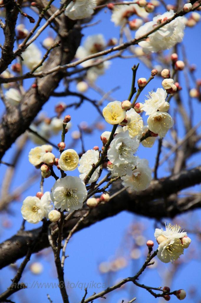 梅林公園　②