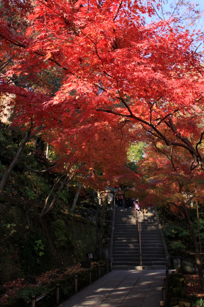 長谷寺の紅葉