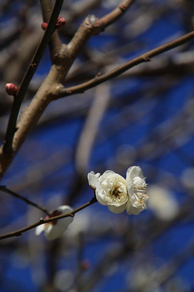 110213ume 059