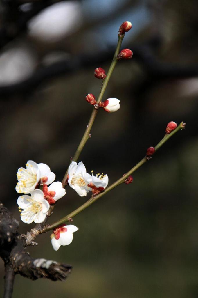 梅林公園　④