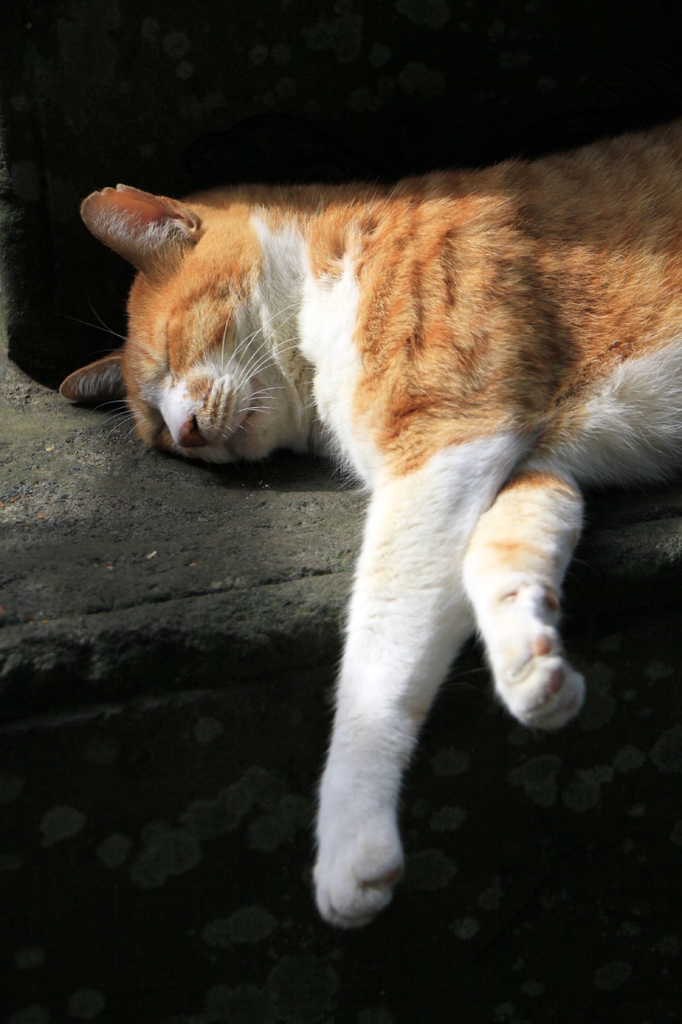 江ノ島の猫