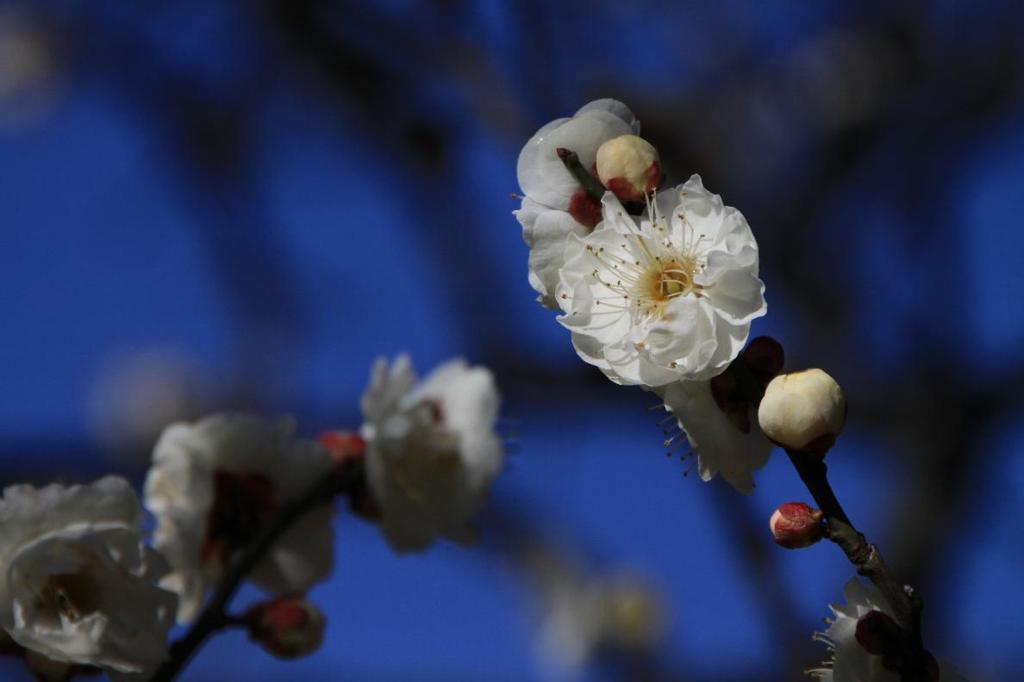 110213ume 049