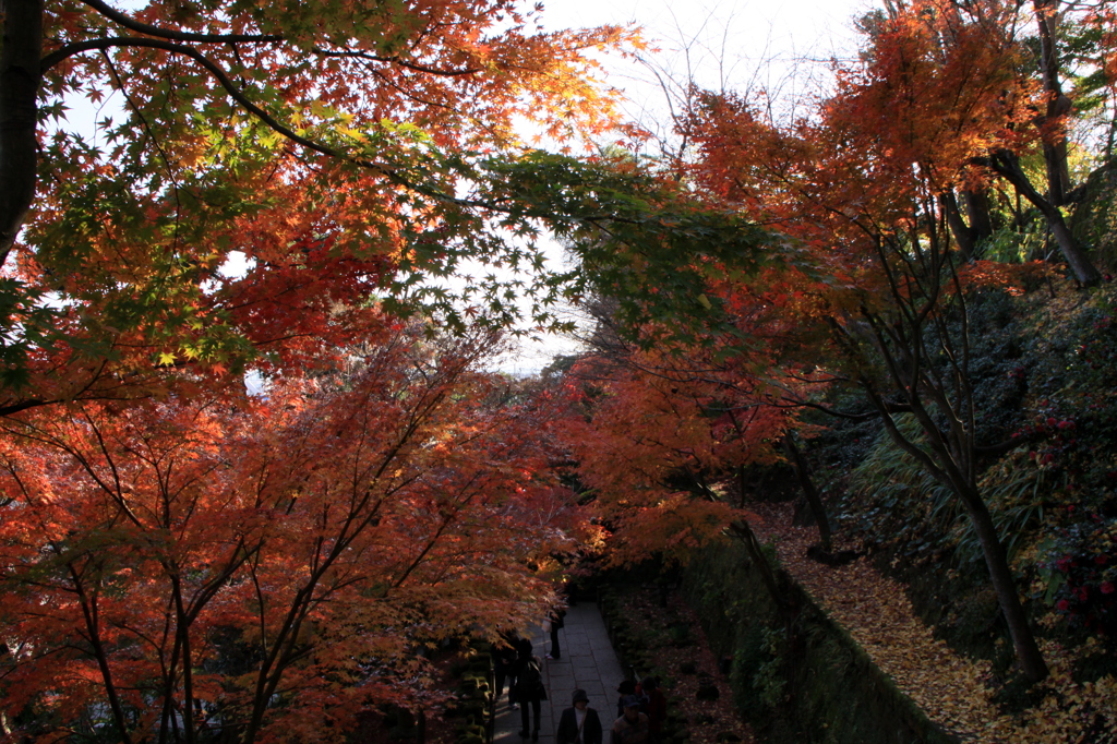 長谷寺の紅葉