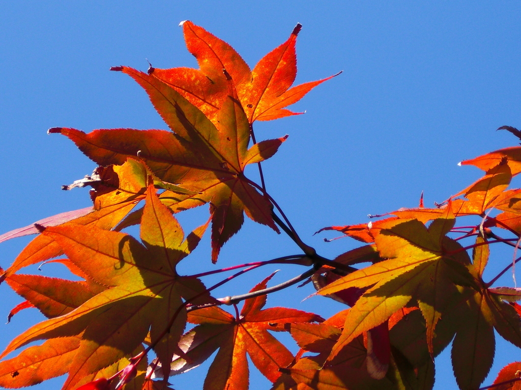 善光寺の紅葉