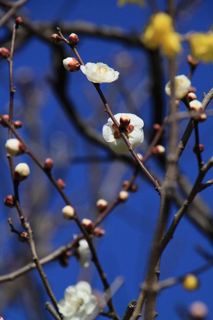 110213ume 064