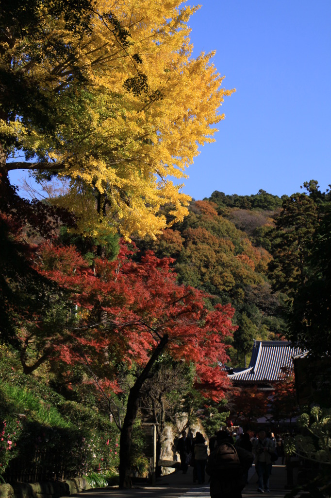 鎌倉の紅葉