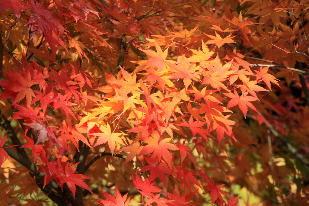 長谷寺の紅葉