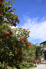 快晴の明神館前