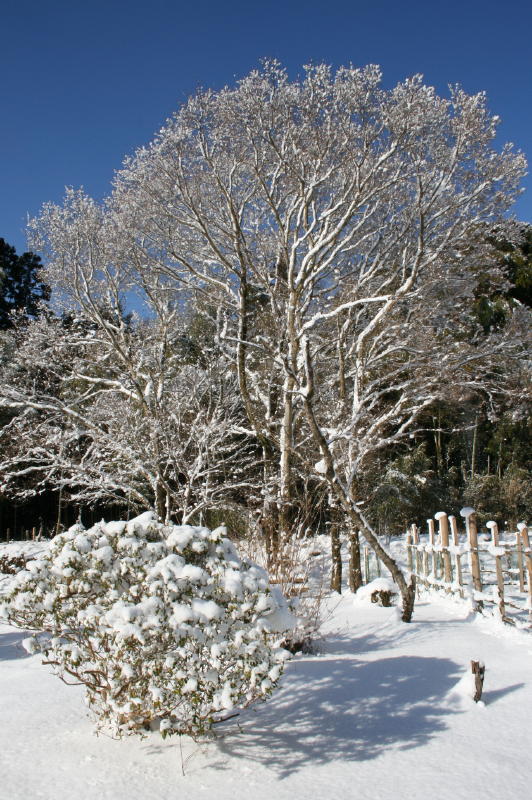 凍てついた欅の木