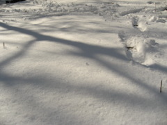 大みそかの「たしろの森」