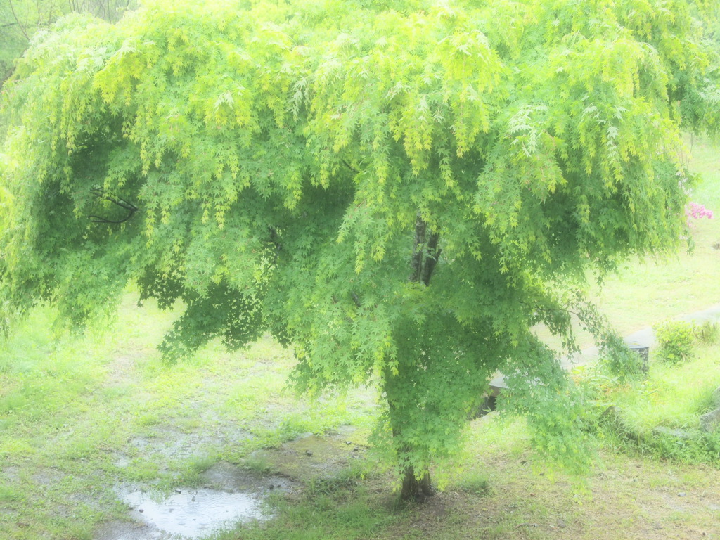 たしろの森