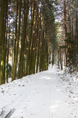 大雪後の杉並木