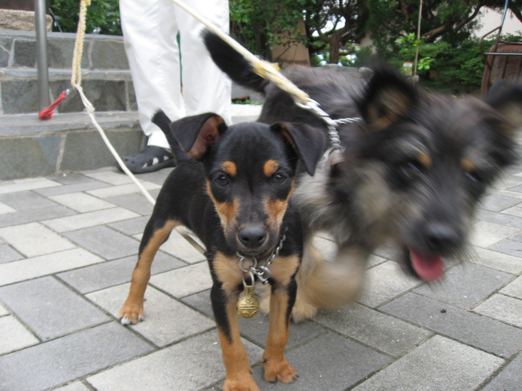 犬友のベル＆リン