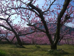 桃の花