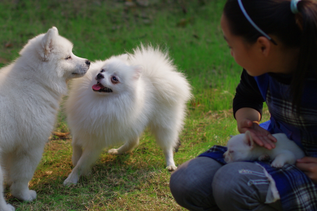 犬ごと