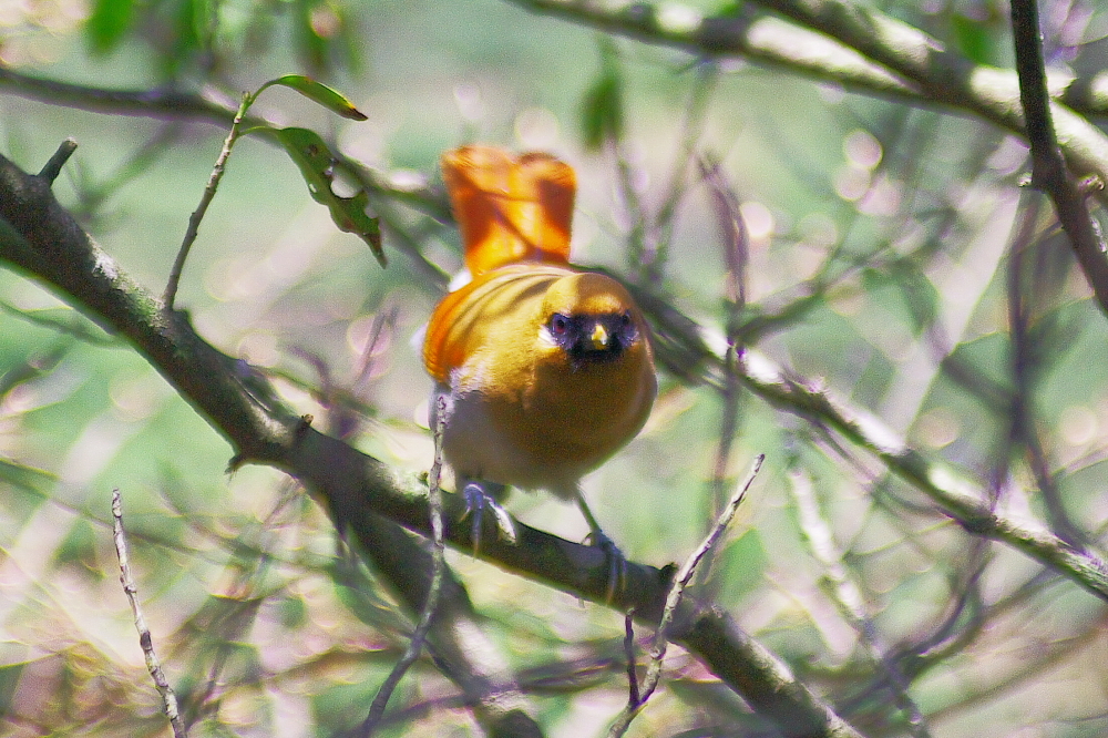 初めての鳥撮り