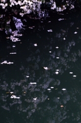 朝の散歩で見つけた小さな星空