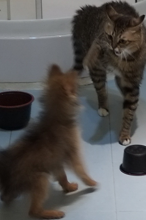 猫パンチ
