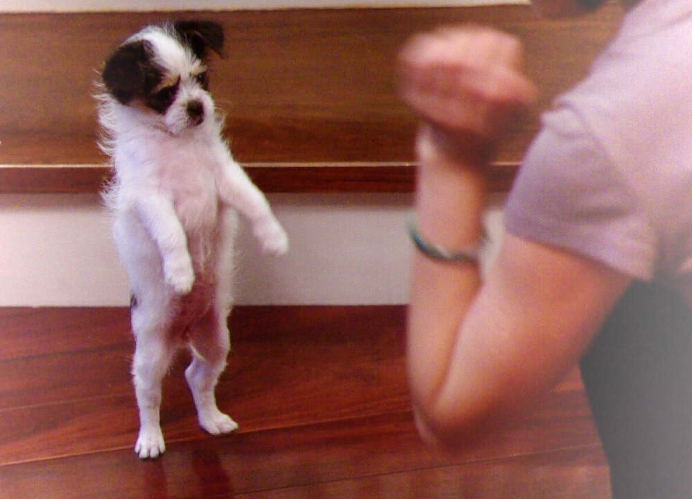 無理矢理たっち