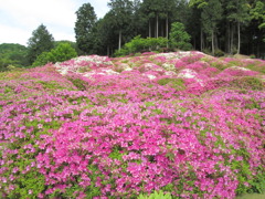 三室戸寺にて