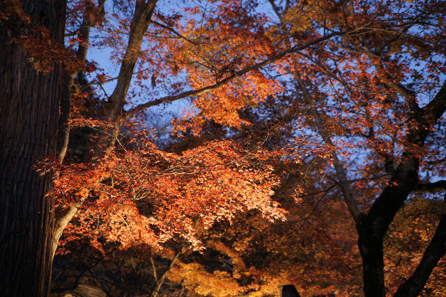 resize3278