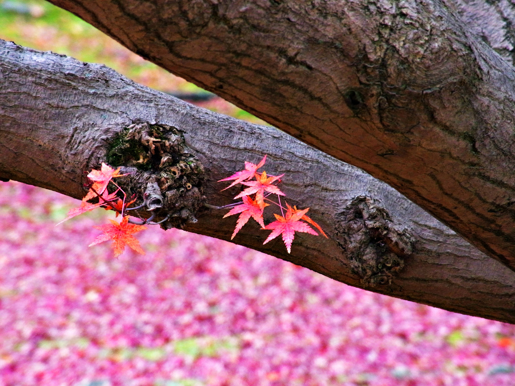 二条城 紅葉