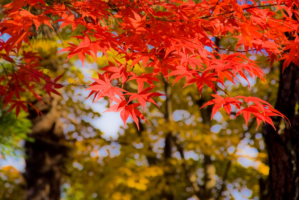 天龍寺 紅葉