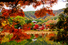 大覚寺 大沢池