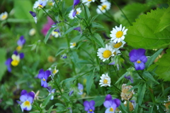 お庭の花々 