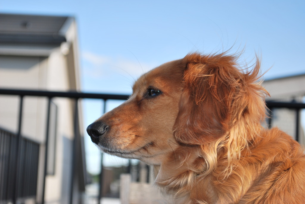 愛犬こすも