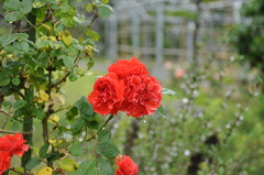 薔薇
