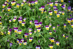 お花