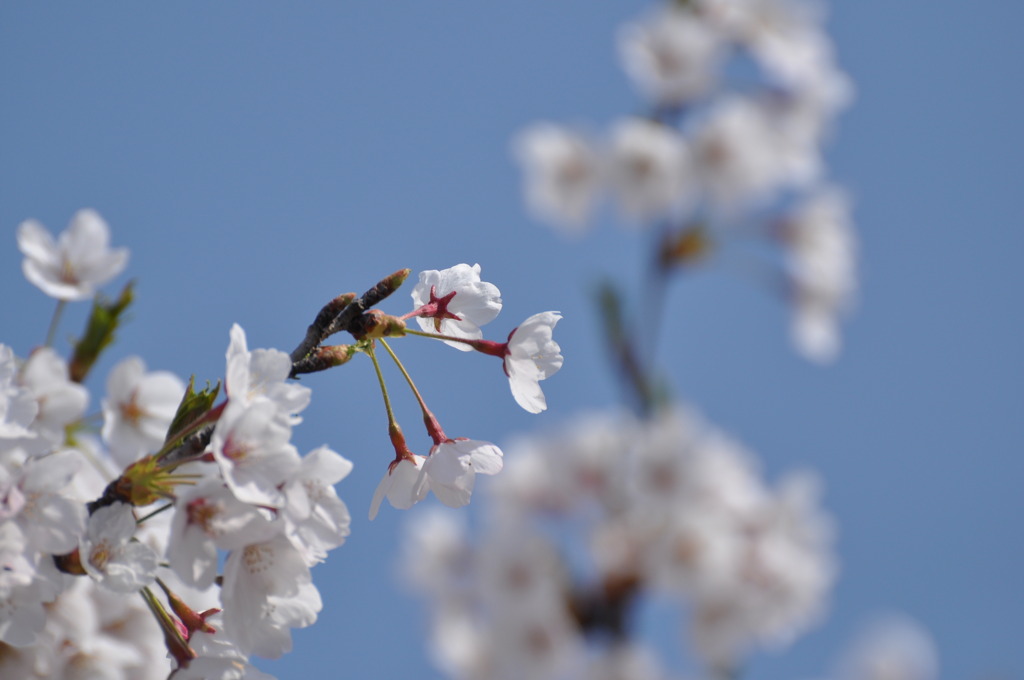 桜