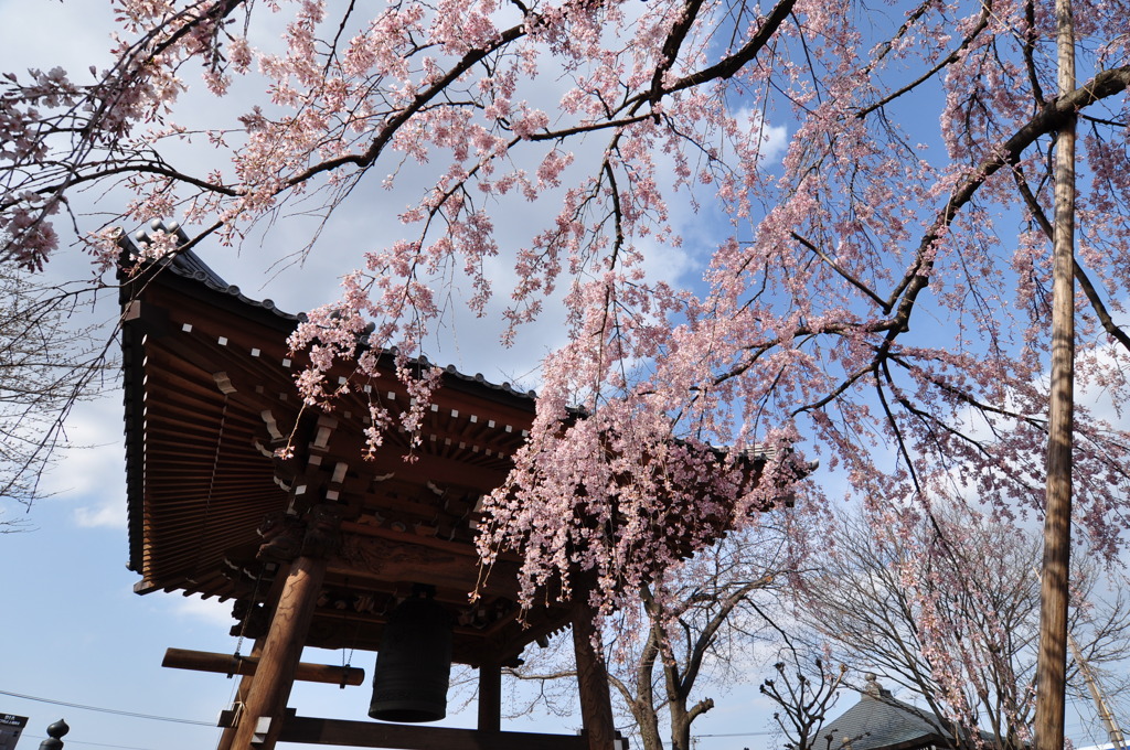 鐘と枝垂桜