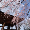 鐘と枝垂桜