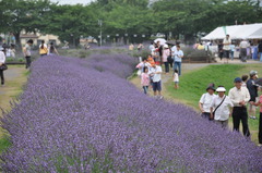 ラベンダー堤