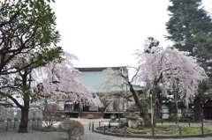 寺院と枝垂桜