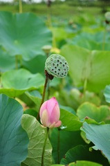 古代蓮の蕾と花芯