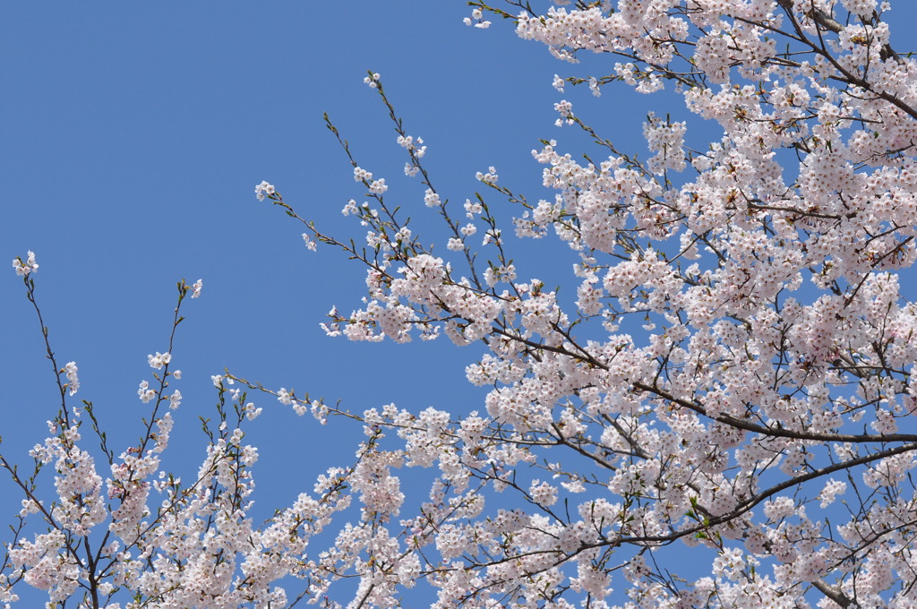 桜と空