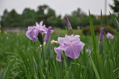 花菖蒲