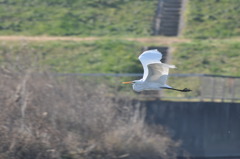 鷺が滑空中