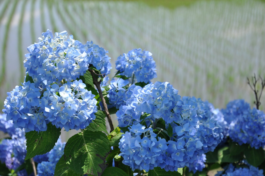 紫陽花と水田