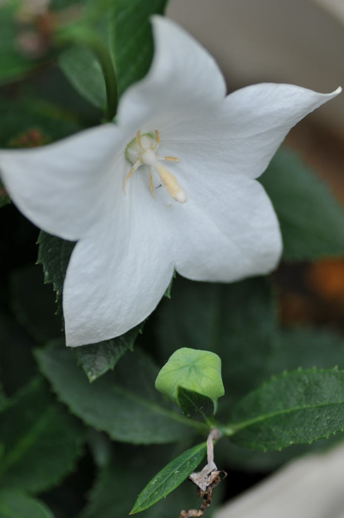 お花