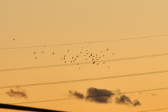 夕やけと鳥