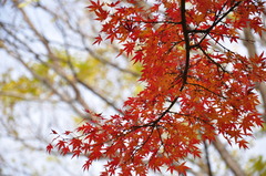 紅葉