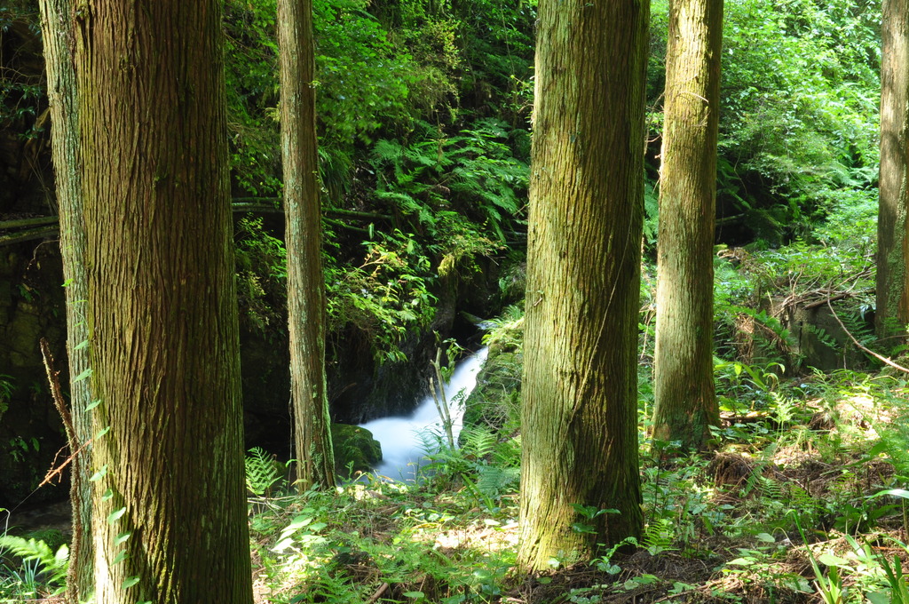 杉の木と渓流